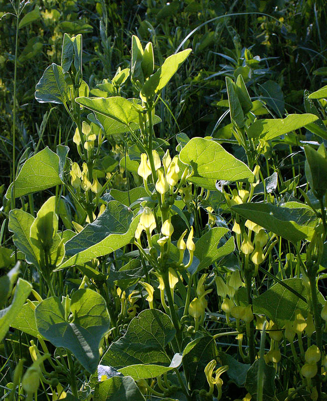 Image of Aristolochia clematitis specimen.