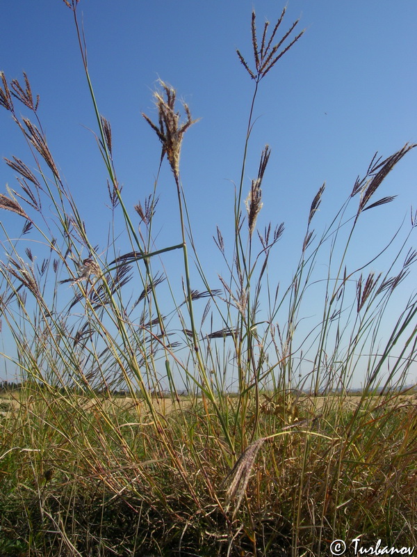 Image of Bothriochloa ischaemum specimen.