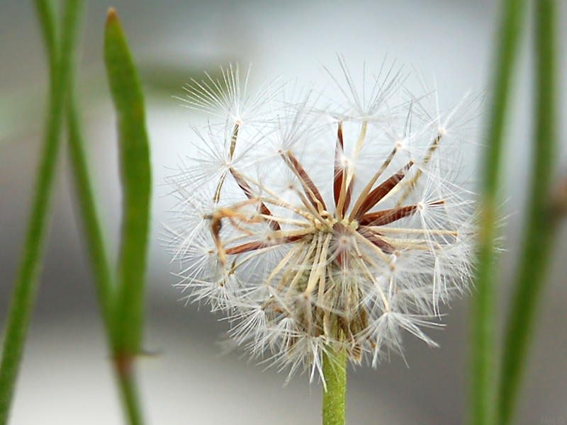 Image of Crepis tectorum specimen.