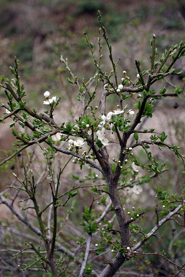 Изображение особи Malus sieversii.