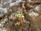 Sedum dasyphyllum. Плодоносящее растение на каменной стене. Франция, Приморские Альпы, Гурдон. 22.07.2014.