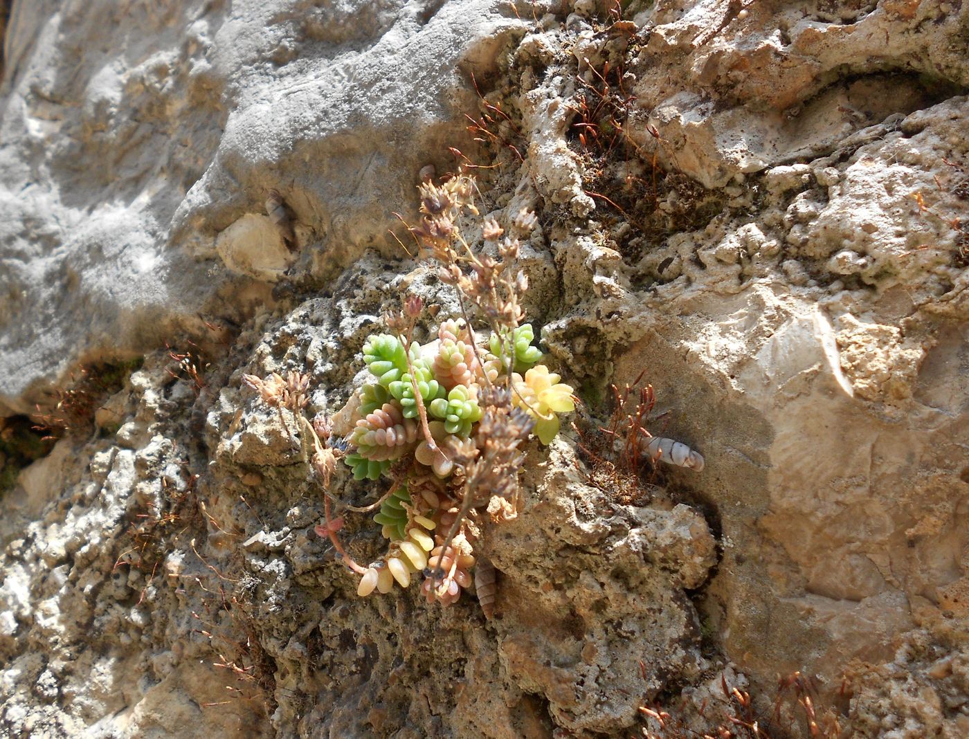 Image of Sedum dasyphyllum specimen.