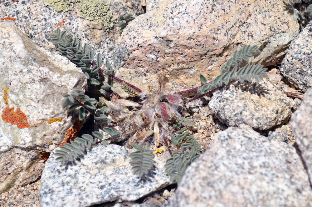 Изображение особи Astragalus charguschanus.