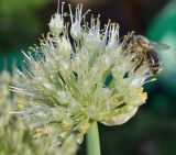 Allium fistulosum. Соцветие. Татарстан, г. Бавлы, огород. 26.06.2015.