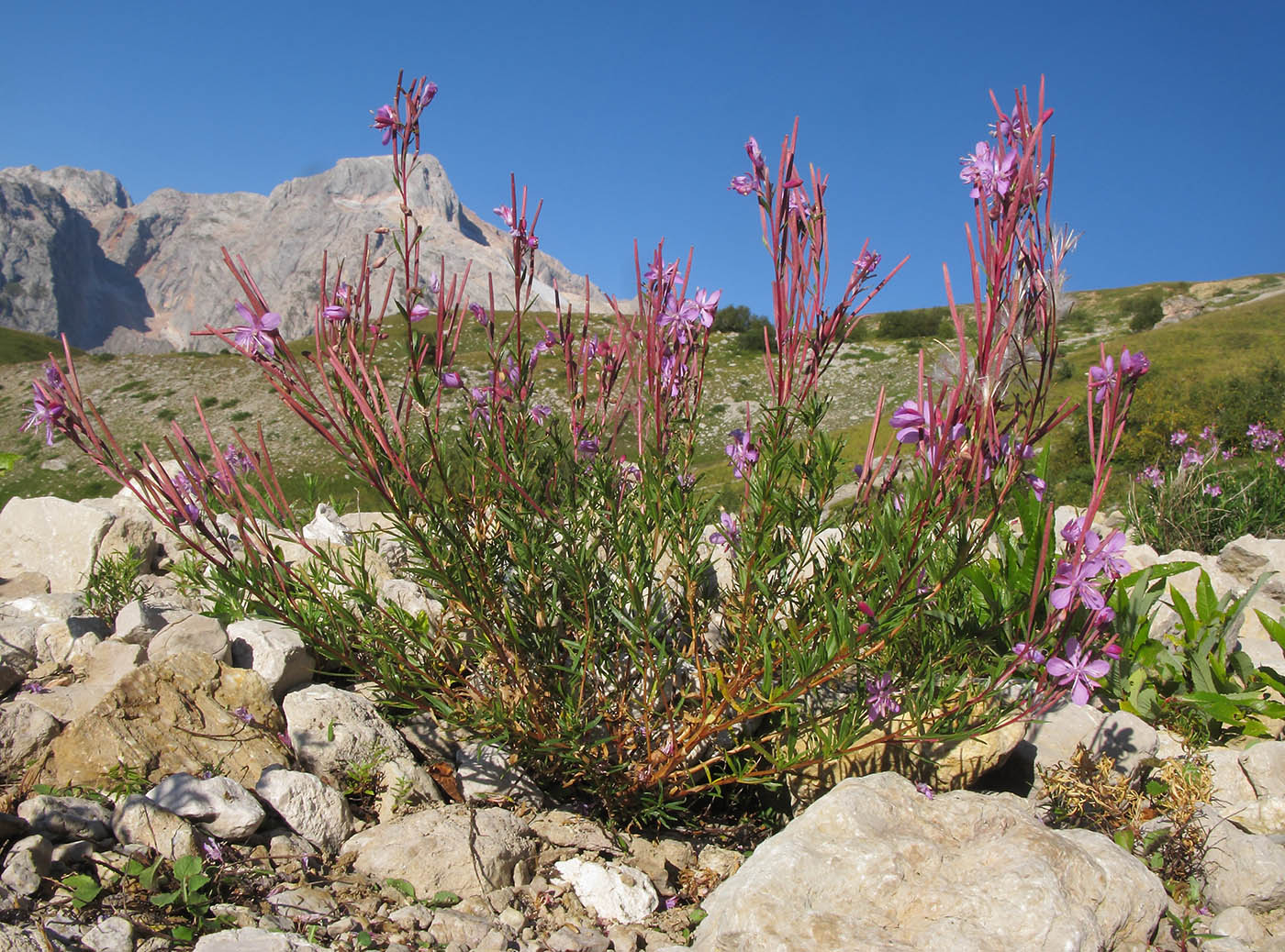 Изображение особи Chamaenerion colchicum.