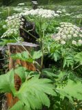 Heracleum dissectum