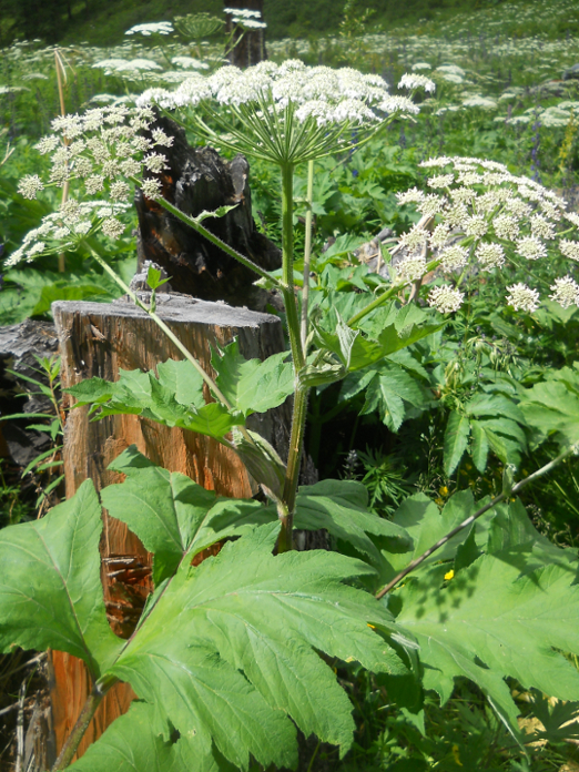 Изображение особи Heracleum dissectum.