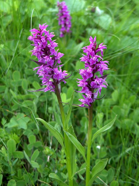 Изображение особи Dactylorhiza euxina.