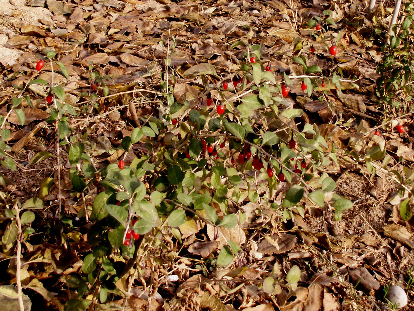 Изображение особи Lycium barbarum.