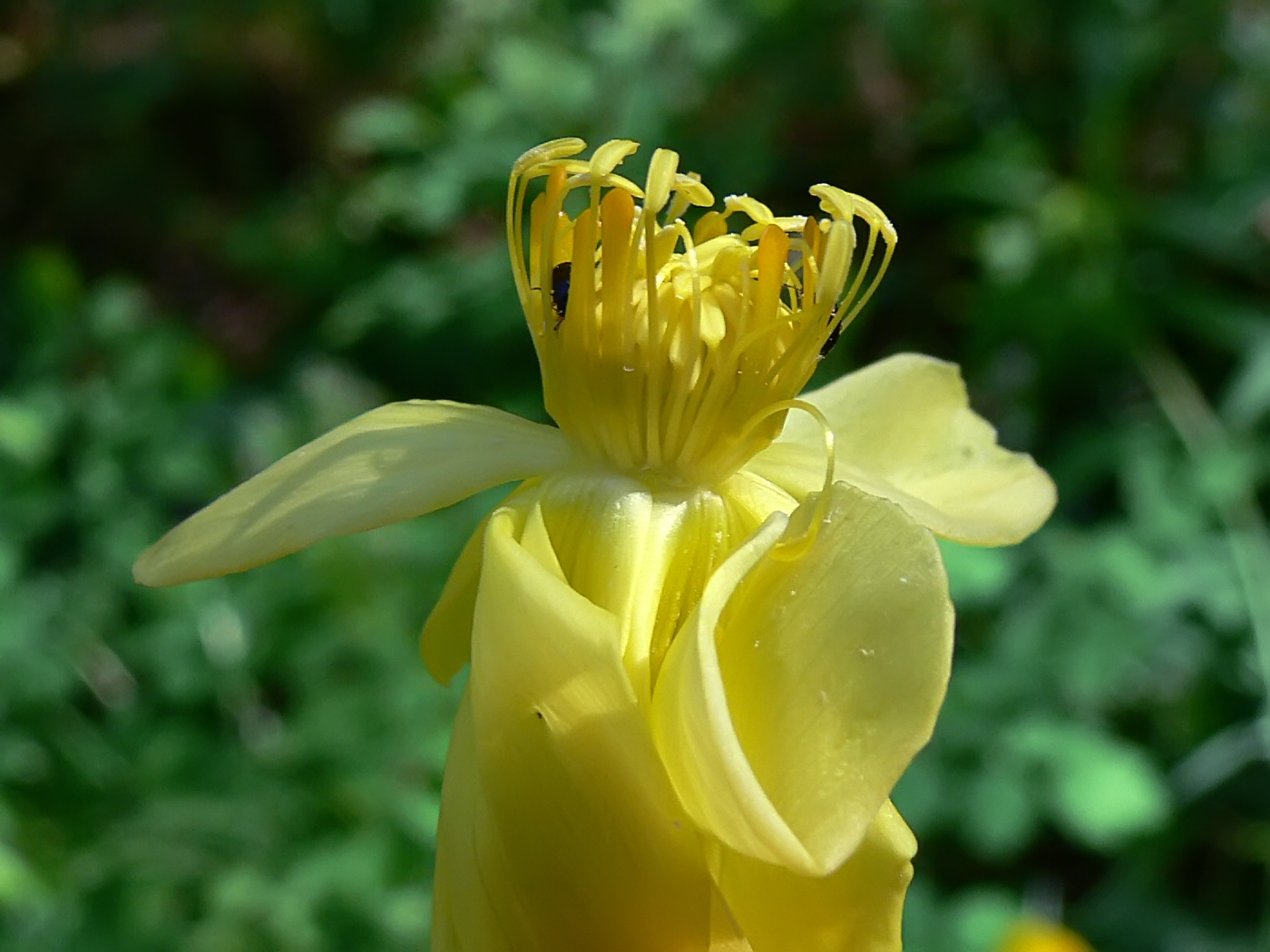 Image of Trollius europaeus specimen.