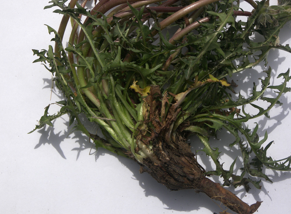 Image of Taraxacum erythrospermum specimen.