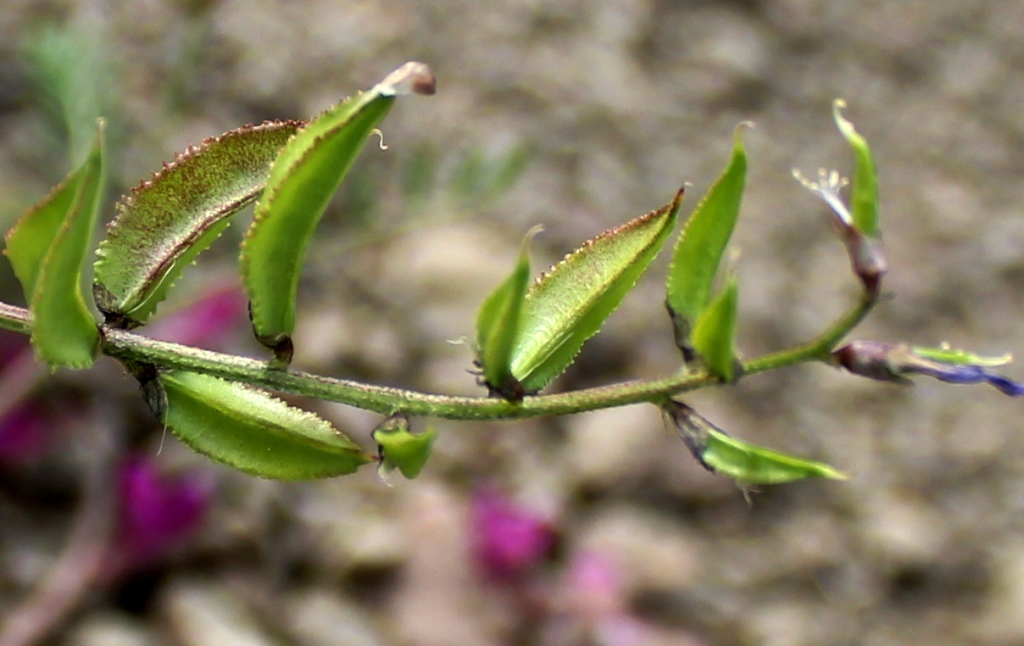 Изображение особи Astragalus vicarius.