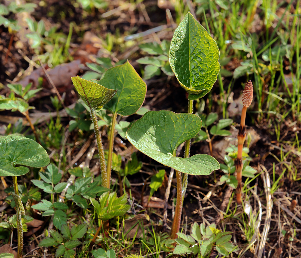 Image of Brunnera sibirica specimen.