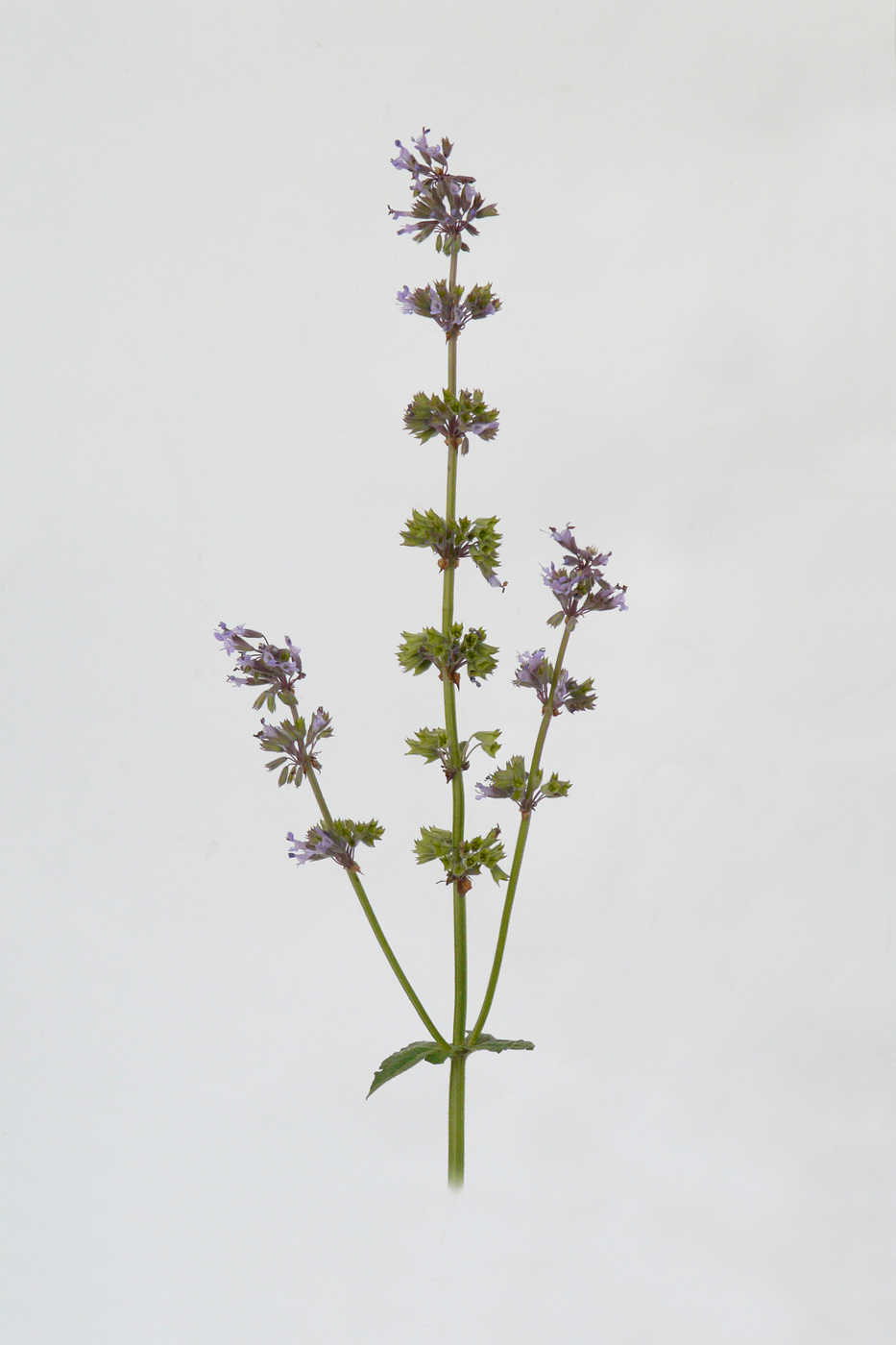 Image of Salvia verticillata specimen.