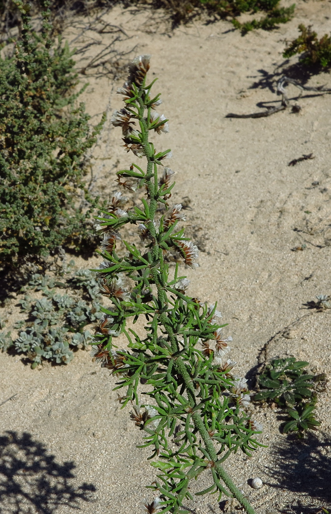 Изображение особи Limonium papillatum.