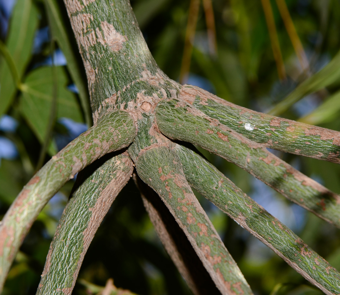 Image of Brachychiton rupestris specimen.