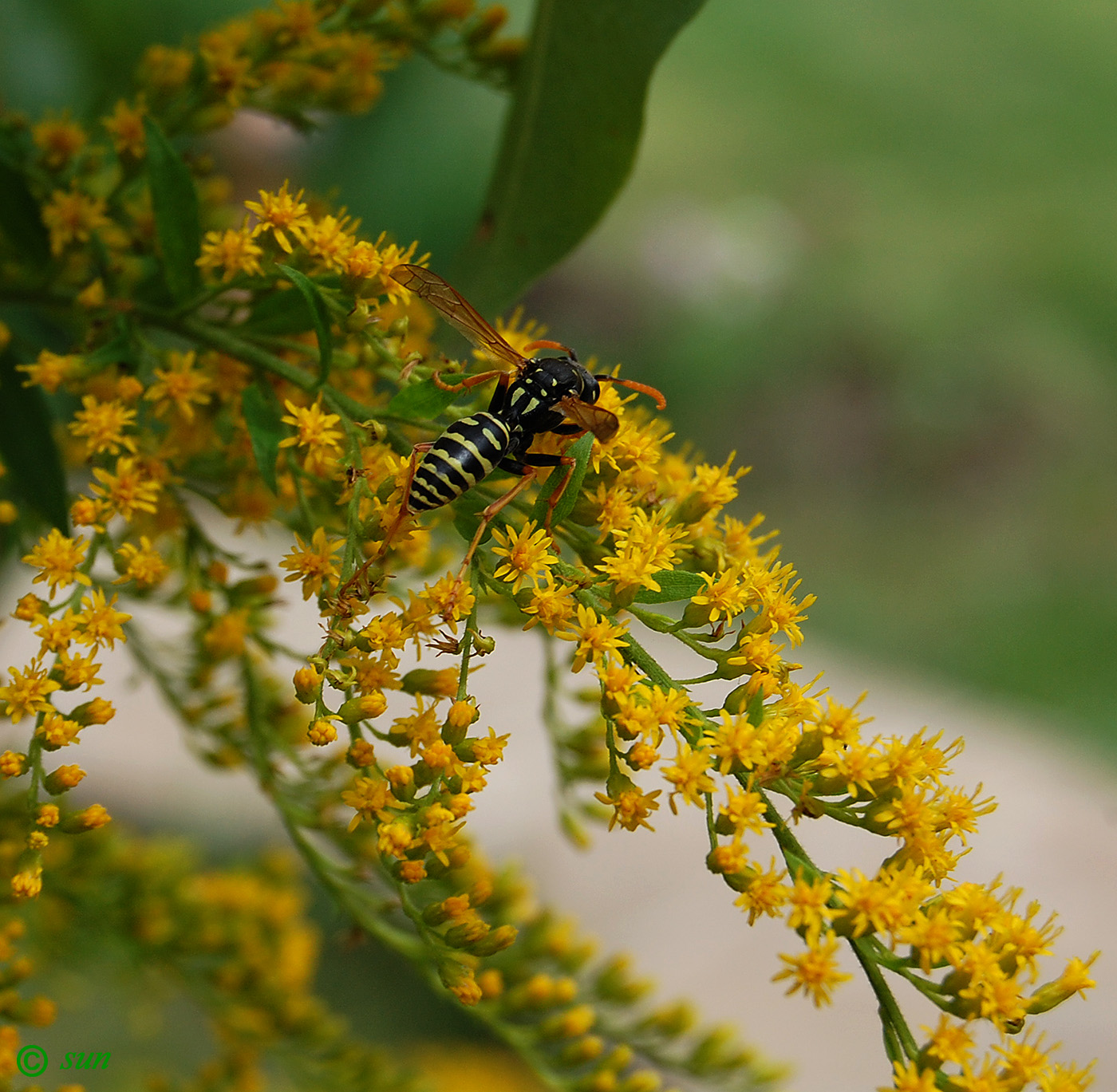 Image of Solidago canadensis specimen.