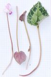 Cyclamen persicum