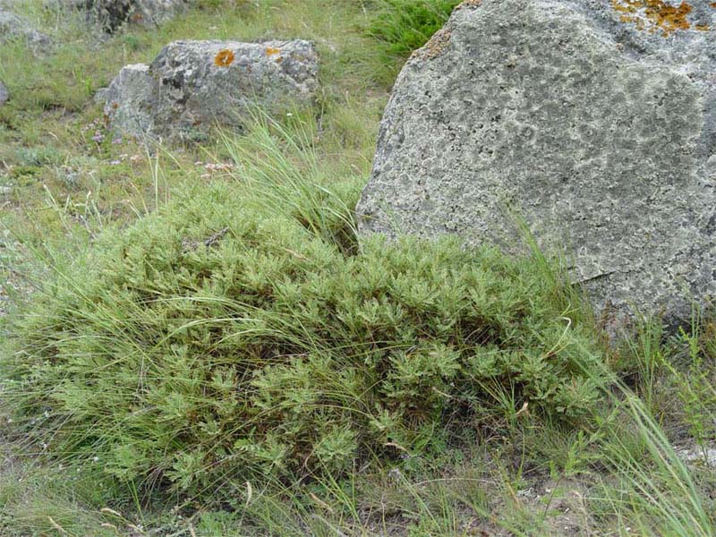 Image of Astragalus aureus specimen.