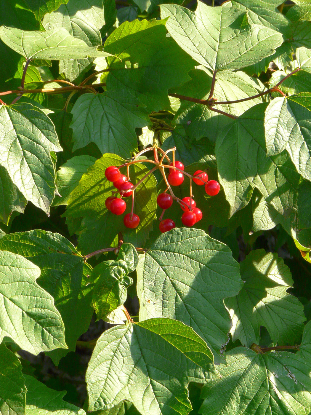 Image of Viburnum opulus specimen.