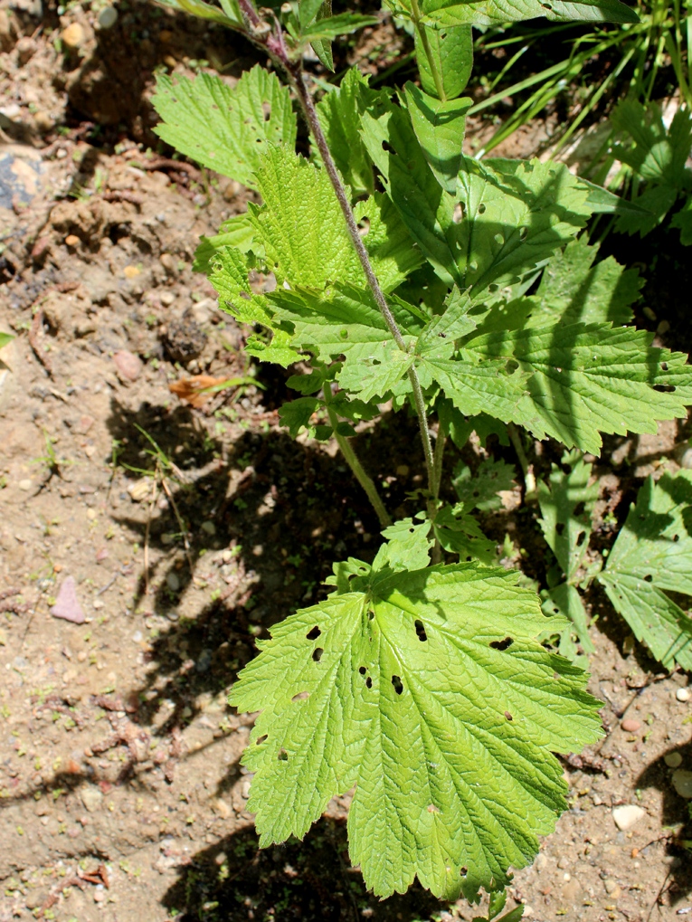 Image of Geum rivale specimen.