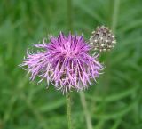 Centaurea scabiosa. Раскрывшееся и не раскрывшееся соцветия. Иркутская обл., окр. Иркутска. 02.07.2016.