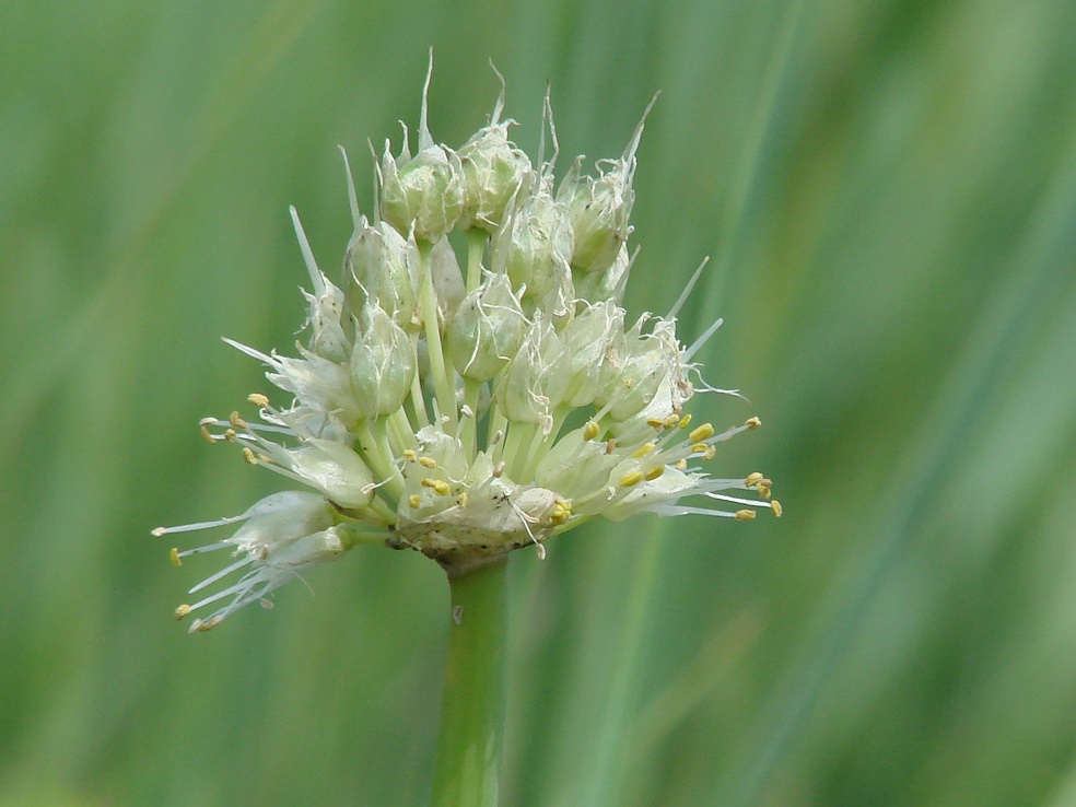 Image of Allium fistulosum specimen.