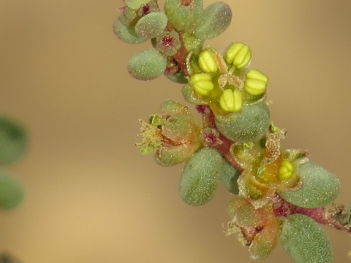 Image of Suaeda vermiculata specimen.