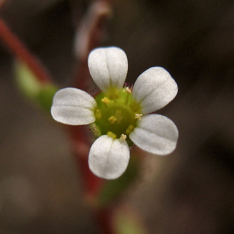 Image of Saxifraga tridactylites specimen.