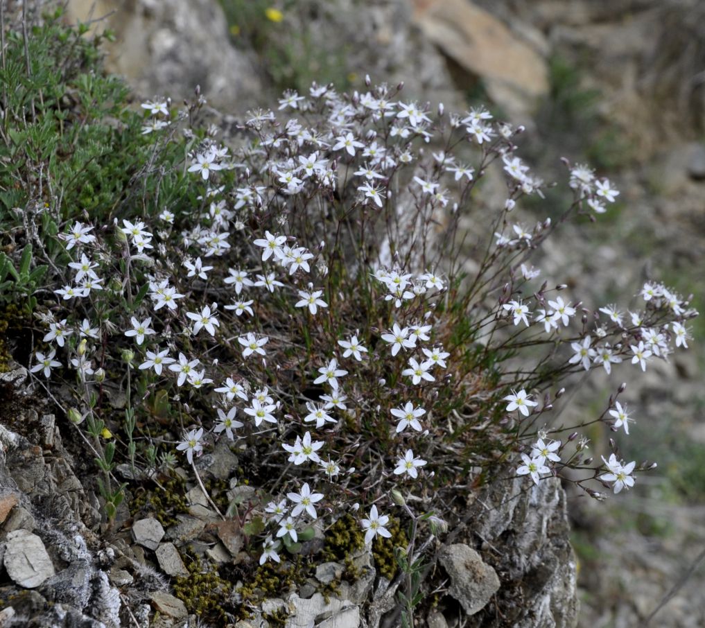 Image of Minuartia recurva specimen.