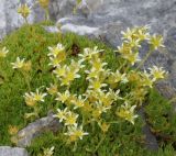 Saxifraga moschata