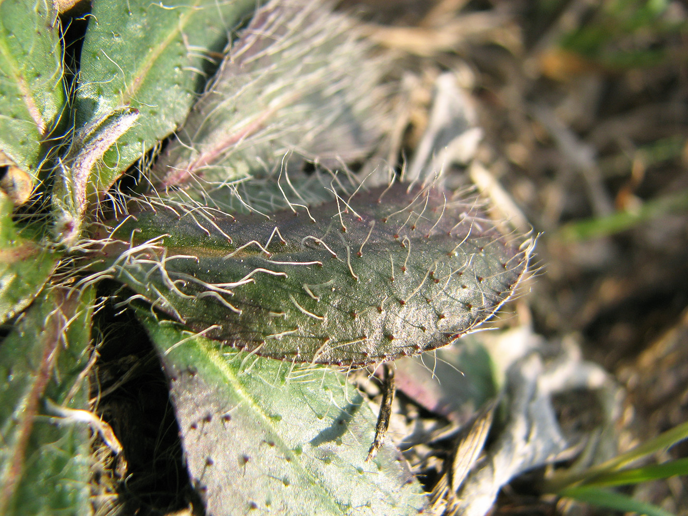 Image of genus Pilosella specimen.