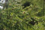 View full-size image genus Picea