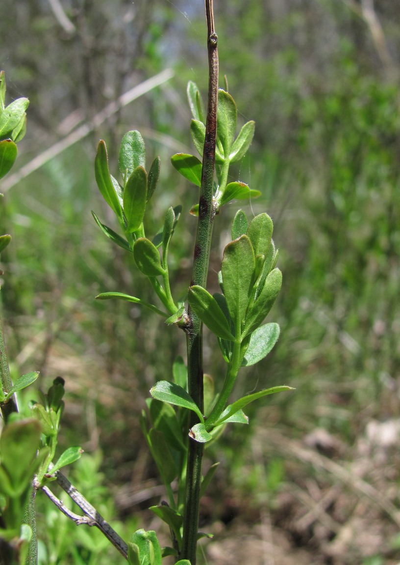 Image of Jasminum fruticans specimen.