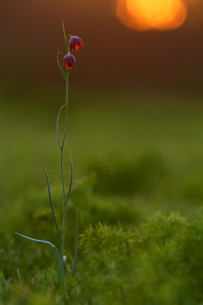 Image of Fritillaria meleagroides specimen.