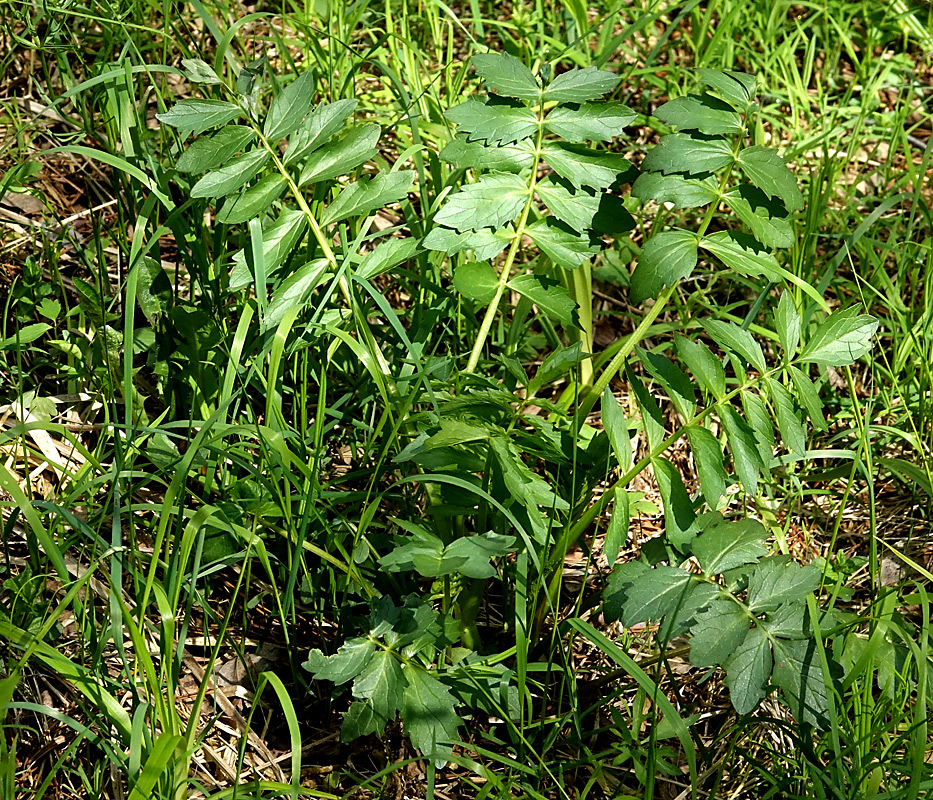 Image of genus Valeriana specimen.