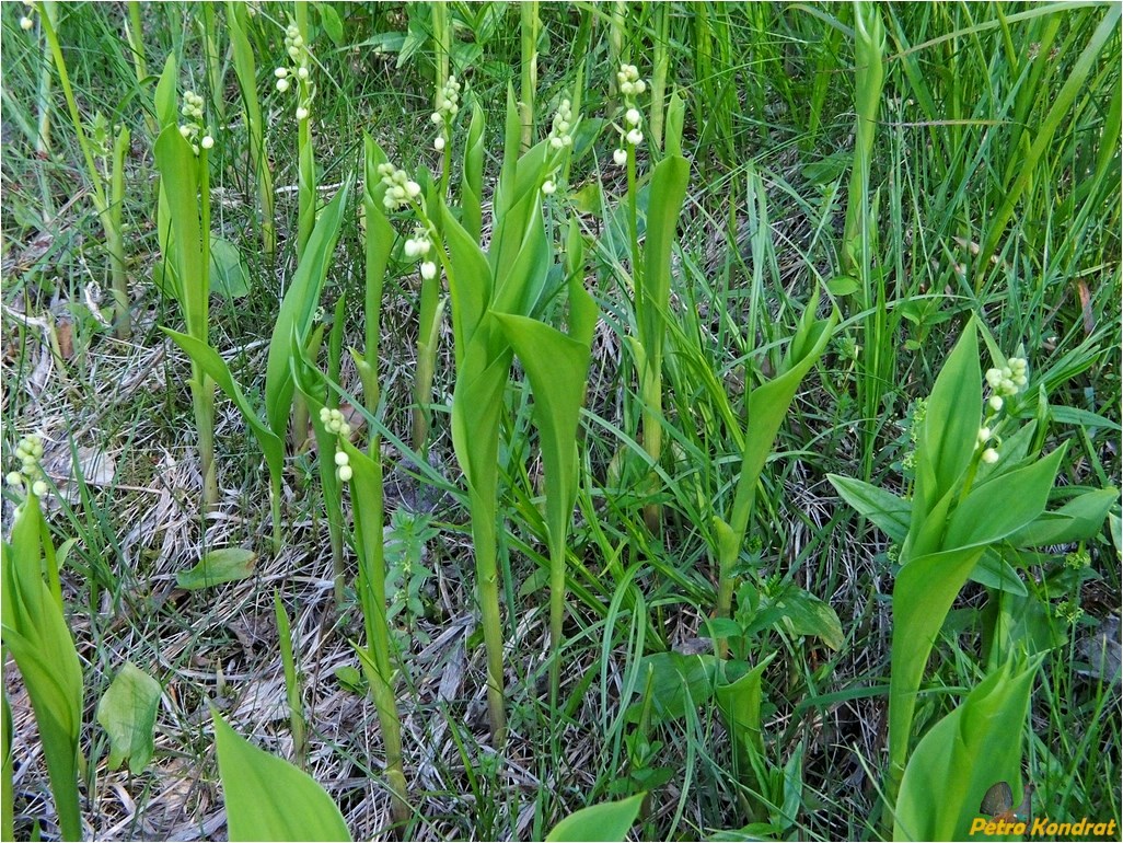 Image of Convallaria majalis specimen.