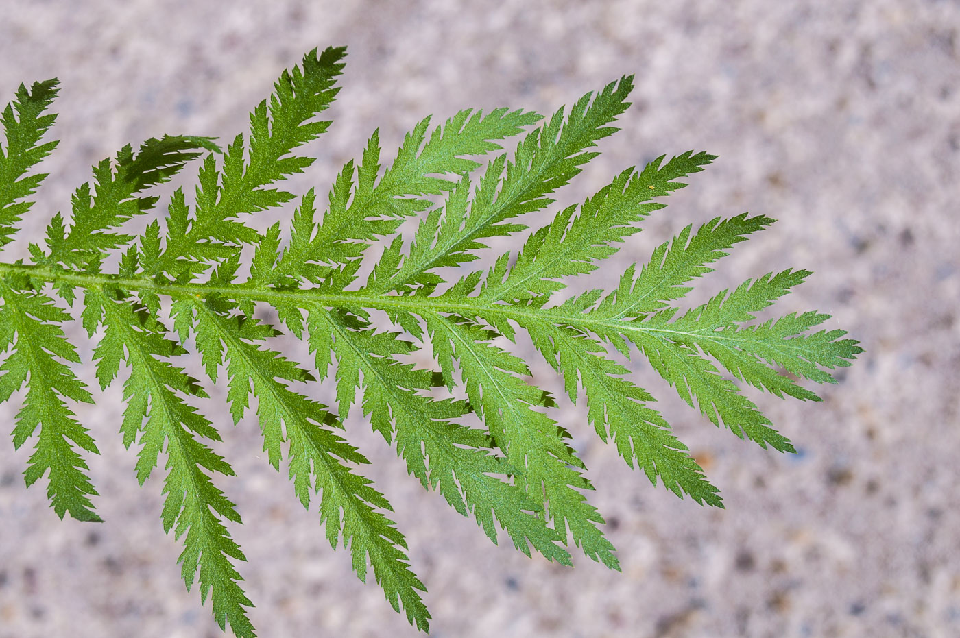 Image of Tanacetum vulgare specimen.