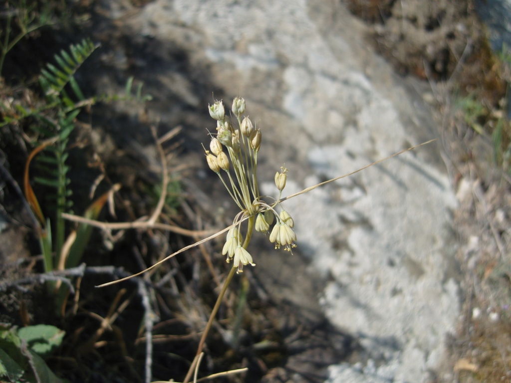 Image of Allium paczoskianum specimen.