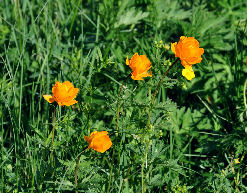 Image of Trollius asiaticus specimen.