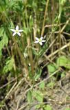 Centaurium meyeri. Цветущее растение. Краснодарский край, пойма р. Ея между станицами Шкуринская и Канеловская, обочина полевой дороги. 03.07.2017.