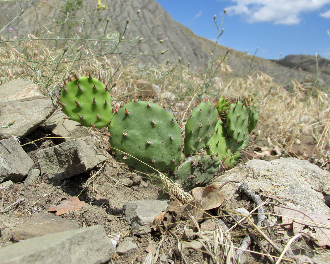 Изображение особи Opuntia humifusa.