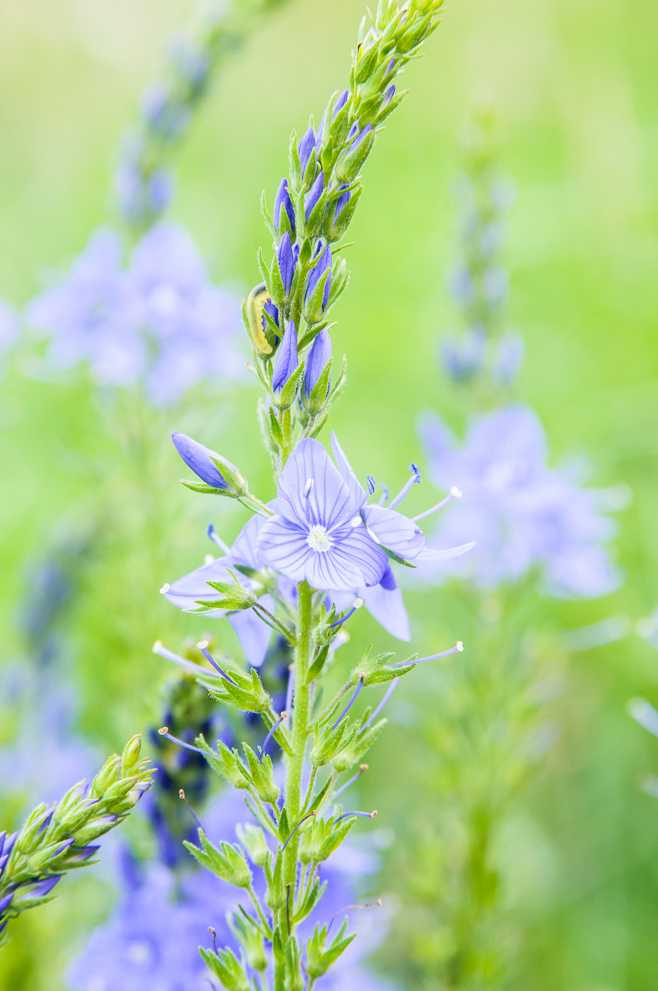 Image of Veronica teucrium specimen.