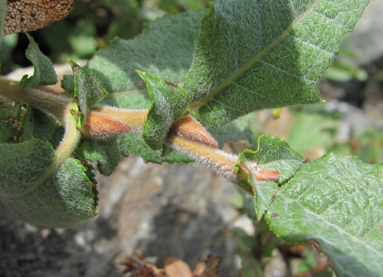 Image of genus Salix specimen.