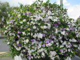 Brunfelsia australis. Цветущее растение. Австралия, г. Брисбен, частная застройка, в культуре. 10.09.2016.