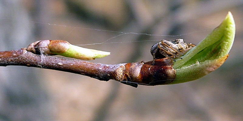 Image of Padus avium specimen.