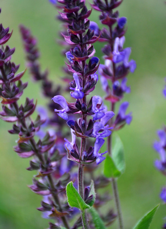 Image of Salvia deserta specimen.