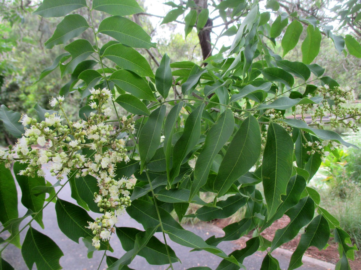 Image of Sapindus saponaria specimen.