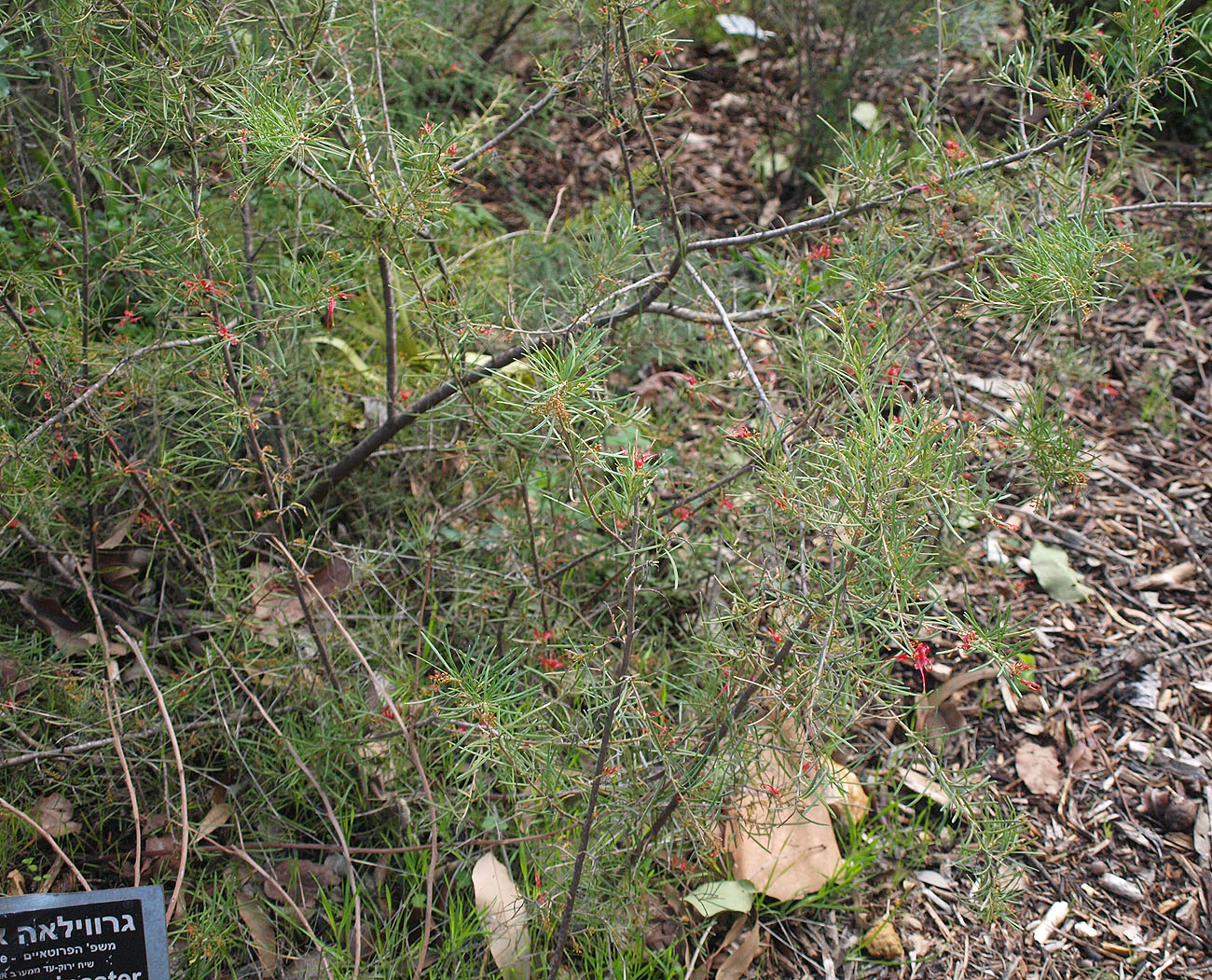 Изображение особи Grevillea pinaster.