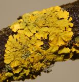 Xanthoria parietina. Таллом с апотециями на обломанной ветви. Подмосковье, окр. г. Одинцово, опушка смешанного леса. Март 2018 г.